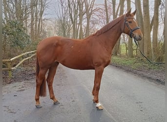 Hanoverian, Mare, 6 years, 16,1 hh, Chestnut-Red