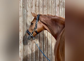 Hanoverian, Mare, 6 years, 16.1 hh, Chestnut-Red