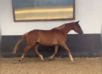 Hanoverian, Mare, 6 years, 16.1 hh, Chestnut-Red