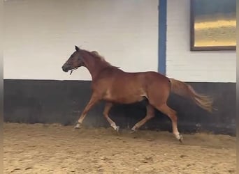 Hanoverian, Mare, 6 years, 16.1 hh, Chestnut-Red