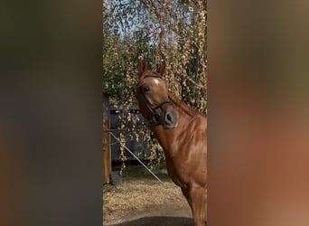 Hanoverian, Mare, 6 years, 16.1 hh, Chestnut-Red