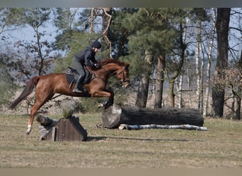 Hanoverian, Mare, 6 years, 16,1 hh, Chestnut-Red