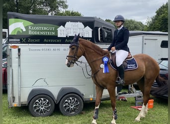 Hanoverian, Mare, 6 years, 16,1 hh, Chestnut-Red