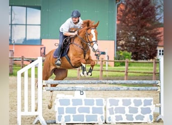 Hanoverian, Mare, 6 years, 16,1 hh, Chestnut-Red