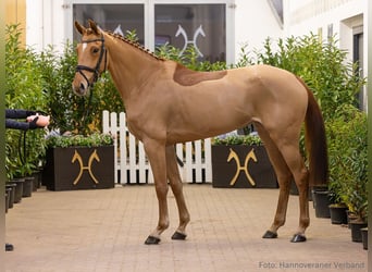 Hanoverian, Mare, 6 years, 16.1 hh, Chestnut-Red