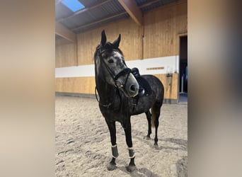 Hanoverian, Mare, 6 years, 16,1 hh, Gray