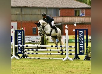 Hanoverian, Mare, 6 years, 16,1 hh, Gray