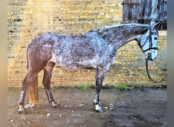 Hanoverian, Mare, 6 years, 16.1 hh, Grey