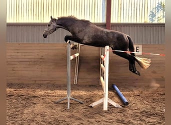 Hanoverian, Mare, 6 years, 16.1 hh, Grey