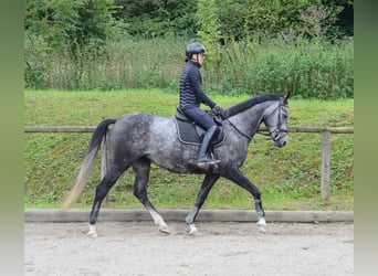 Hanoverian, Mare, 6 years, 16.1 hh, Grey
