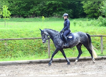 Hanoverian, Mare, 6 years, 16.1 hh, Grey