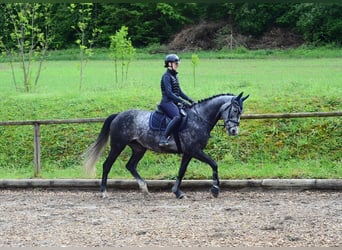 Hanoverian, Mare, 6 years, 16.1 hh, Grey