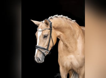Hanoverian, Mare, 6 years, 16.1 hh, Palomino