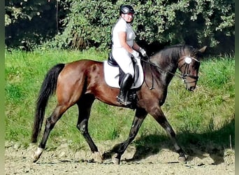 Hanoverian, Mare, 6 years, 16.2 hh, Bay-Dark