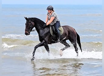 Hanoverian, Mare, 6 years, 16.2 hh, Bay-Dark
