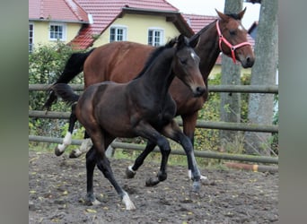 Hanoverian, Mare, 6 years, 16.2 hh, Bay-Dark