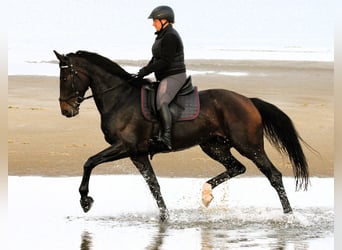 Hanoverian, Mare, 6 years, 16.2 hh, Bay-Dark
