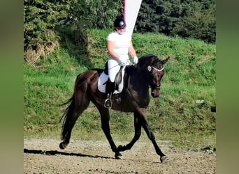 Hanoverian, Mare, 6 years, 16.2 hh, Bay-Dark