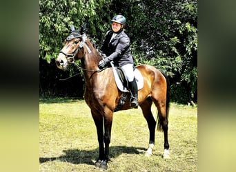 Hanoverian, Mare, 6 years, 16.2 hh, Bay-Dark