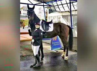 Hanoverian, Mare, 6 years, 16.2 hh, Bay-Dark