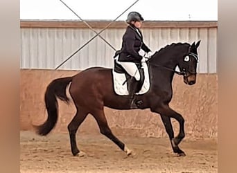 Hanoverian, Mare, 6 years, 16.2 hh, Bay-Dark