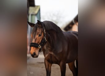 Hanoverian, Mare, 6 years, 16,2 hh, Bay-Dark