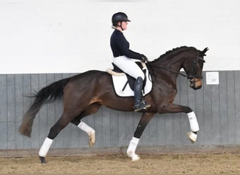 Hanoverian, Mare, 6 years, 16.2 hh, Bay-Dark
