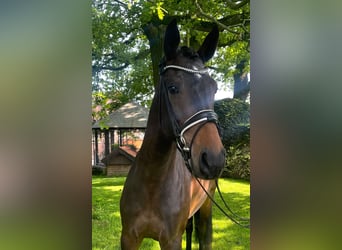 Hanoverian, Mare, 6 years, 16.2 hh, Bay-Dark