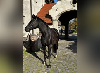 Hanoverian, Mare, 6 years, 16,2 hh, Black