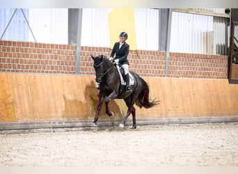 Hanoverian, Mare, 6 years, 16.2 hh, Black