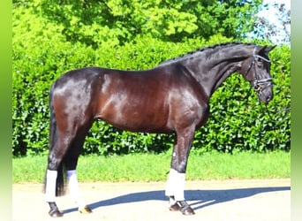 Hanoverian, Mare, 6 years, 16.2 hh, Black