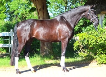 Hanoverian, Mare, 6 years, 16.2 hh, Black