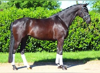 Hanoverian, Mare, 6 years, 16.2 hh, Black