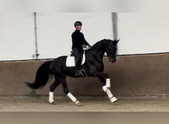 Hanoverian, Mare, 6 years, 16.2 hh, Black