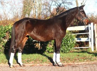 Hanoverian, Mare, 6 years, 16,2 hh, Brown