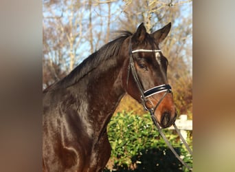 Hanoverian, Mare, 6 years, 16,2 hh, Brown