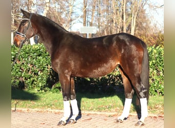 Hanoverian, Mare, 6 years, 16,2 hh, Brown