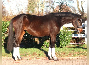 Hanoverian, Mare, 6 years, 16,2 hh, Brown