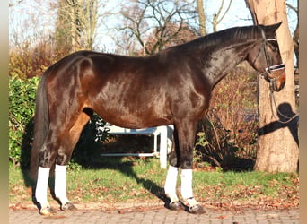 Hanoverian, Mare, 6 years, 16,2 hh, Brown