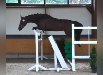 Hanoverian, Mare, 6 years, 16.2 hh, Brown