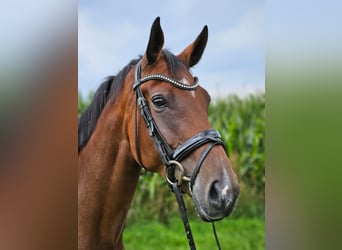 Hanoverian, Mare, 6 years, 16.2 hh, Brown