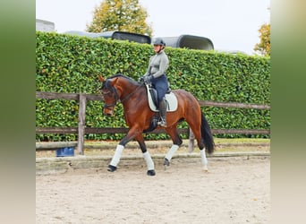 Hanoverian, Mare, 6 years, 16.2 hh, Brown