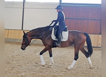 Hanoverian, Mare, 6 years, 16.2 hh, Brown