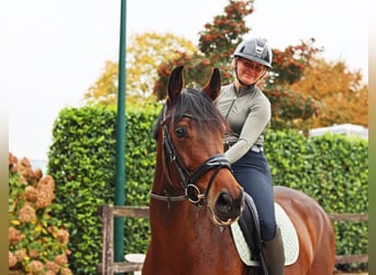 Hanoverian, Mare, 6 years, 16.2 hh, Brown