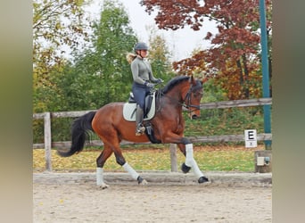 Hanoverian, Mare, 6 years, 16.2 hh, Brown