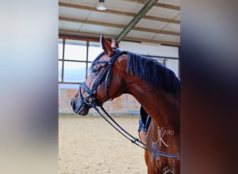 Hanoverian, Mare, 6 years, 16.2 hh, Brown