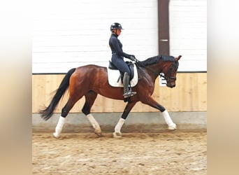 Hanoverian, Mare, 6 years, 16.2 hh, Brown