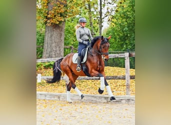 Hanoverian, Mare, 6 years, 16.2 hh, Brown
