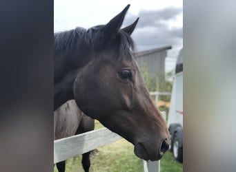 Hanoverian, Mare, 6 years, 16.2 hh, Brown
