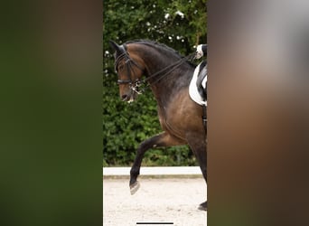 Hanoverian, Mare, 6 years, 16,2 hh, Brown